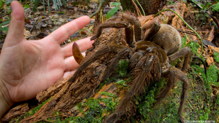 The legs on this puppy-sized spider are a foot long
